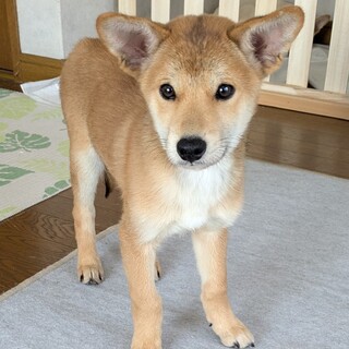 子犬、MIX　オス　約３ヶ月