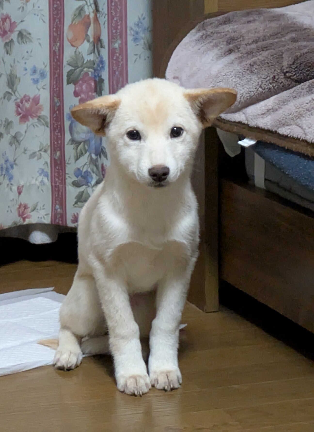 子犬、MIX メス 約3ヶ月」徳島県 - 犬の里親募集(531664) :: ペットの