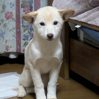 子犬、MIX　メス　約３ヶ月