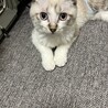ハンデあるけどとても可愛い甘えん坊 サムネイル2