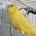 ルチノー男の子　このままうちの子になります