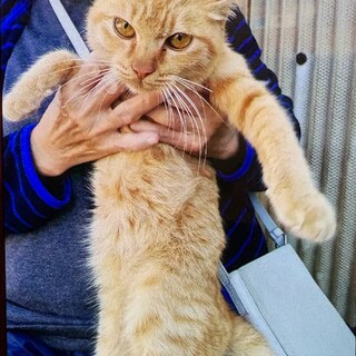 珍しい茶トラの女の子