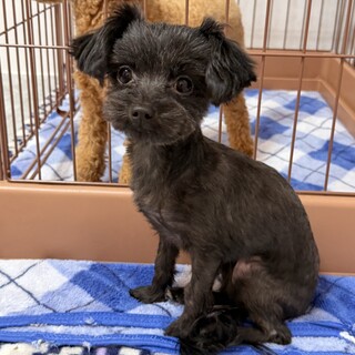 小さな体でずっと頑張ってきた甘えん坊 マルプー♪