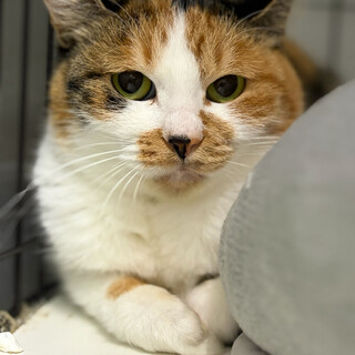 ちょっぴり怖がりさんな三毛猫⭐︎ハープ