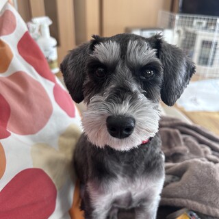 小顔の美人さんなシュナプー