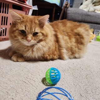 ミヌエット里親募集