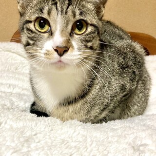 正統派美人の可愛いキジ白女子！