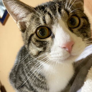 佐々木郎希似の爆走BOY！キジ白オス