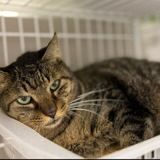 おっとりさんのキジトラ⭐︎アーチ♂