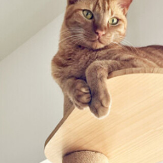3歳の猫ておんくん！