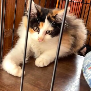 ふさふさ毛並みの三毛ちゃん