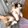 ふさふさ毛並みの三毛ちゃん サムネイル2