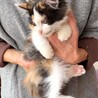 ふさふさ毛並みの三毛ちゃん サムネイル3