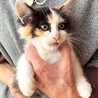 ふさふさ毛並みの三毛ちゃん サムネイル4