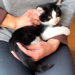 尾長な白黒ハチワレくん