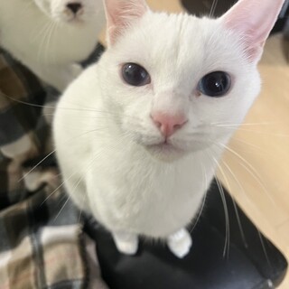 ෆ⃛好奇心旺盛ෆ⃛はんぺんくん