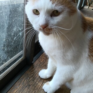 1匹飼いに。スリゴロ 甘えん坊 大柄茶白君3歳半