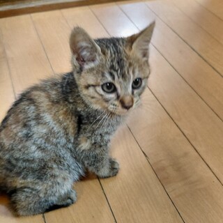 多頭崩壊からキジミケ2ヶ月弱