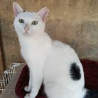 1匹飼いに 。スリスリ ゴロゴロ白メイン女の子一歳