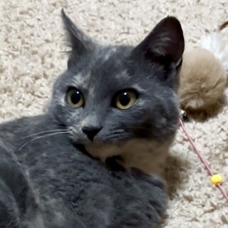 お話し上手な女の子♪パステルサビの和猫、なぎちゃん