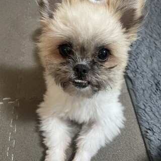 ​懐っこくて好奇心旺盛なシーポメです