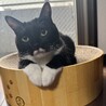 たび