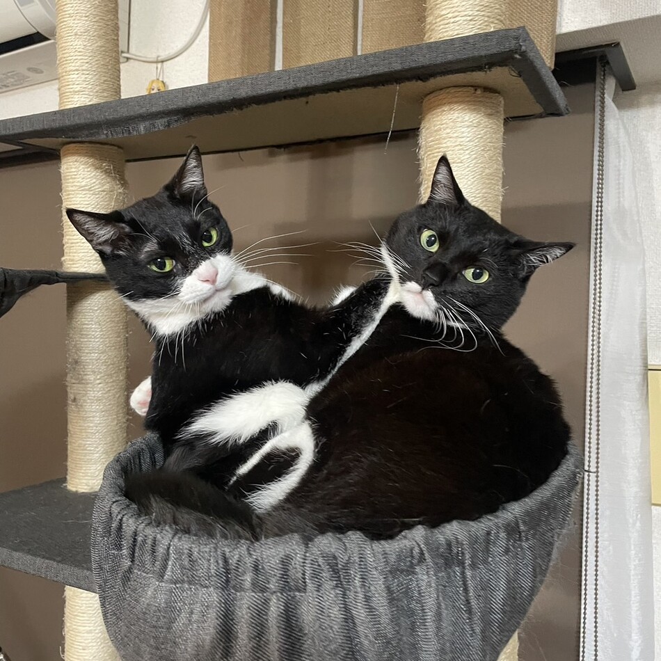 たびのカバー写真