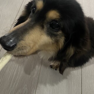 甘えん坊なダックス