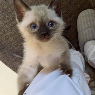 【12/7譲渡会】甘えんぼでのんびり屋な銀次