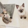 【12/7譲渡会】甘えんぼでのんびり屋な銀次 サムネイル2