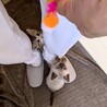【12/7譲渡会】甘えんぼでのんびり屋な銀次 サムネイル4