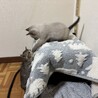 【12/7譲渡会】甘えんぼでのんびり屋な銀次 サムネイル5