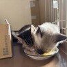 【12/7譲渡会】甘えんぼでのんびり屋な銀次 サムネイル6