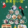 【12/7譲渡会】甘えんぼでのんびり屋な銀次 サムネイル7