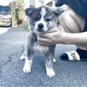 秋田犬子犬至急募集中、助けて下さい里親様募集