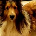 シェルティ雄大人しい性格の成犬、急募助けて下さい