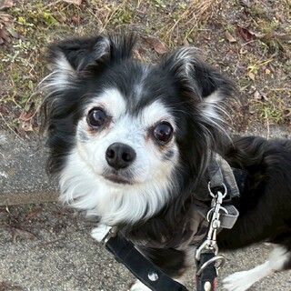 笑顔いっぱい、明るく元気なチワワの女の子