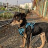大人しくお利口な野犬子犬マロくん サムネイル4