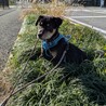 大人しくお利口な野犬子犬マロくん サムネイル5