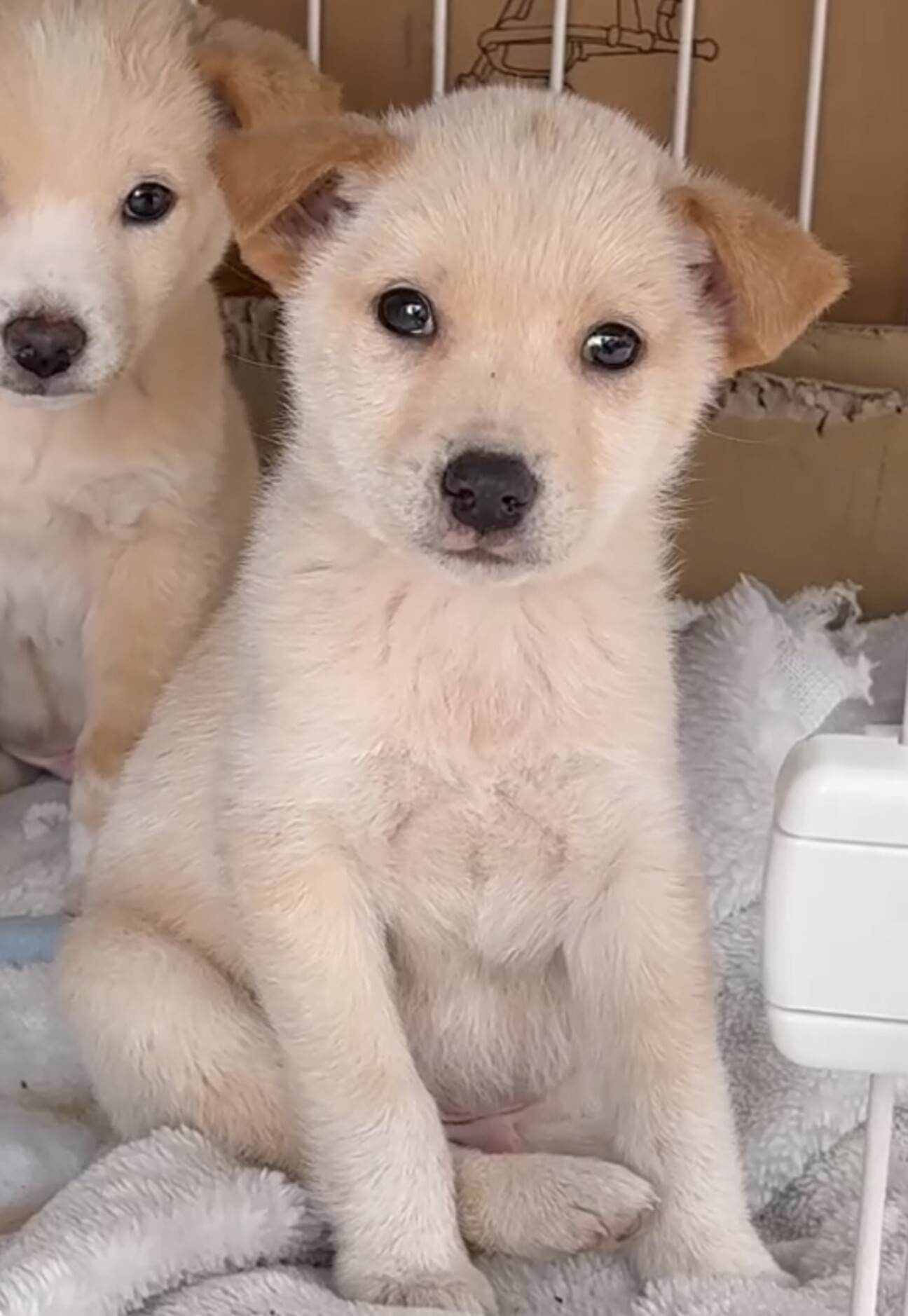 ナナオ愛護センターから保」徳島県 - 犬の里親募集(531526