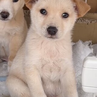 ナナオ愛護センターから保護子犬・生後2ヶ月オス