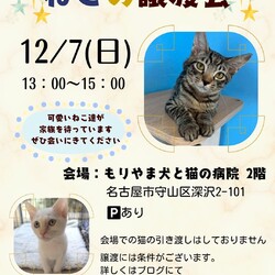 ねこの譲渡会