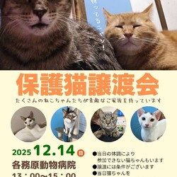 保護猫譲渡会@岐阜各務原
