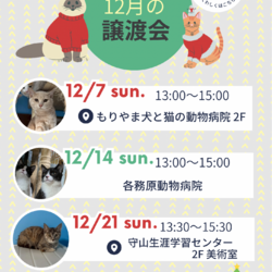 保護猫譲渡会@岐阜各務原 サムネイル2