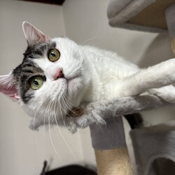 保護猫譲渡会@岐阜各務原 サムネイル3