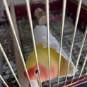 コザクラインコのメス、ひょうきんな性格です。