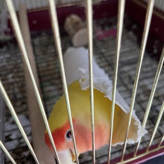 コザクラインコのメス、ひょうきんな性格です。