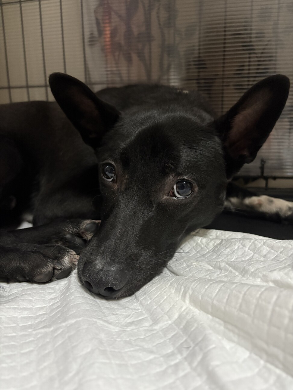 出されないと処分対象でした涙。怖がりですが優しい子 サムネイル3