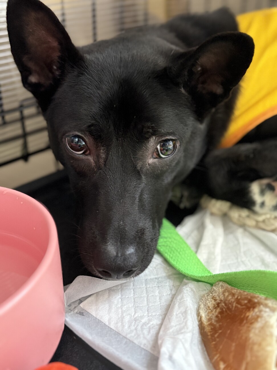 出されないと処分対象でした涙。怖がりですが優しい子 サムネイル4