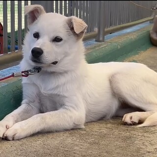 控えめな白毛の女の子【ビアンカ】ちゃん